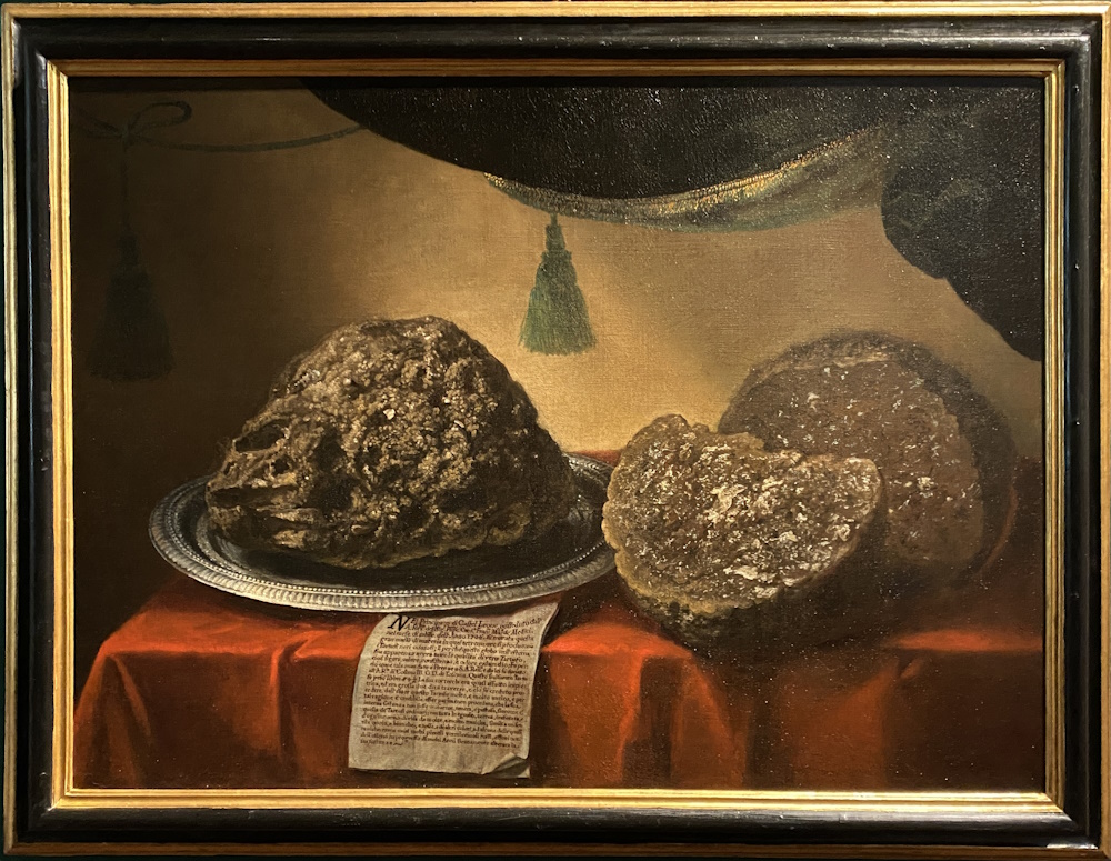 Bartolomeo Bimbi, Tartufo di Castel Leone, olio su tela (1706). Firenze, Museo della Specola.