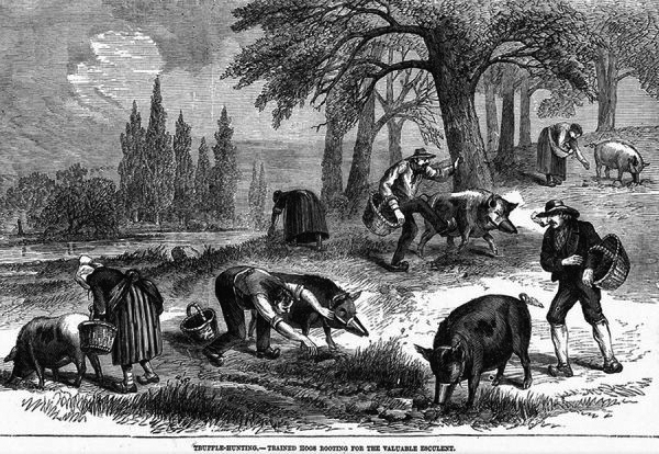Incisione del 1878 tratta da un giornale americano illustrato, intitolata: Truffle hunting-trained hogs rooting for the valuable esculent.