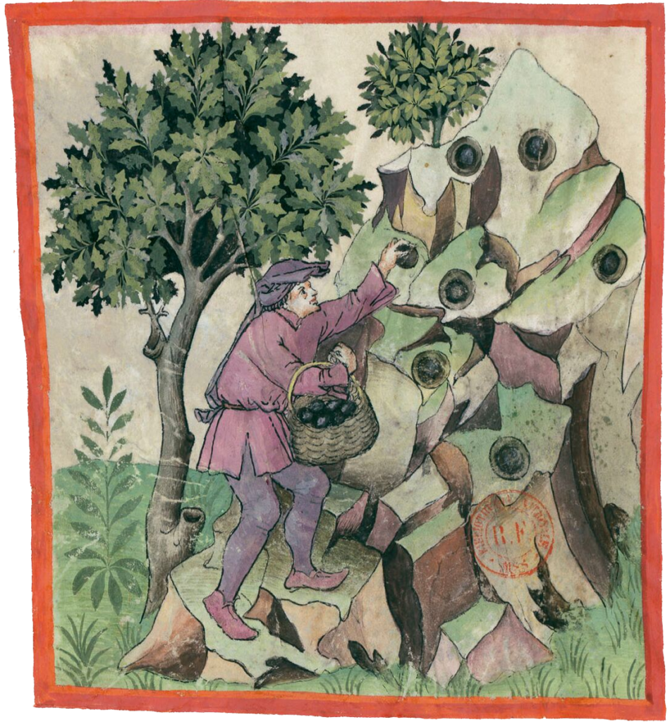 Terra tufide Tubera, illustrazione della raccolta del tartufo nero nel Tacuinum sanitatis, BNF Lat 9333.